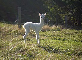 Budderoo NSW Goulburn Accommodation