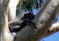 Dunbogan Caravan Park - Goulburn Accommodation 2