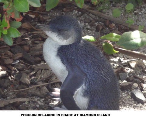 Diamond Island Resort - Goulburn Accommodation 2