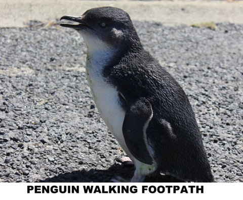 Diamond Island Resort - Goulburn Accommodation 4