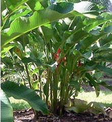 Virginia Heliconia Farm - Goulburn Accommodation 2