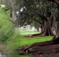 Rivergum Cottage - Goulburn Accommodation
