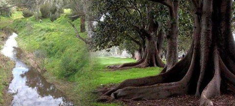 Rivergum Cottage - Goulburn Accommodation 0