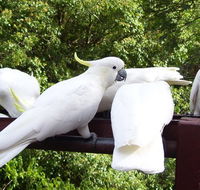 Lorikeet Lane BB - Goulburn Accommodation