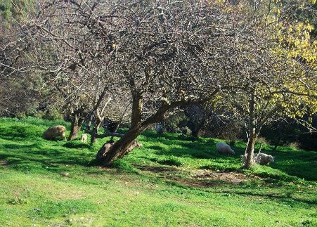 Sundance Bed And Breakfast - Goulburn Accommodation 3