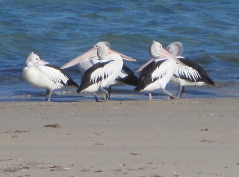 Wallaby Beach House - Goulburn Accommodation 7