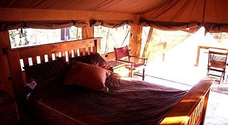 Jabiru Safari Lodge At Mareeba Wetlands - Goulburn Accommodation 1