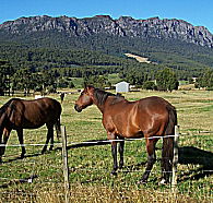 Hurlfield Farm Cottage - Goulburn Accommodation