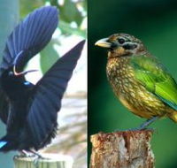 Chambers Wildlife Rainforest Lodges - Goulburn Accommodation