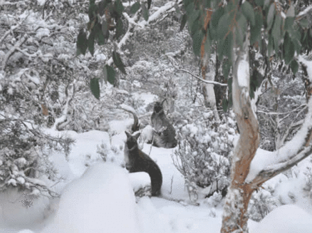 Blue Lake Lodge - Goulburn Accommodation 1