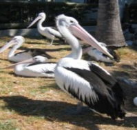 Christmas Cove Caravan Park - Goulburn Accommodation