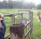 Boronia Farm Farmstay - Goulburn Accommodation