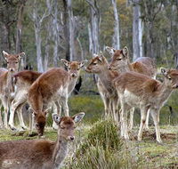 Lake Leake Chalet - Goulburn Accommodation