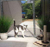 Caringbah Cat Hotel - Goulburn Accommodation