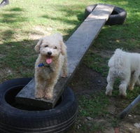 Beenleigh Pet Motel - Goulburn Accommodation