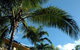 Palms At Trinity - thumb 3