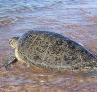 Mackerel Islands - Goulburn Accommodation