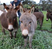 Donkey Tales Farm Cottages - Goulburn Accommodation