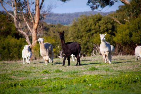 Coastal View Cabins - Goulburn Accommodation 5
