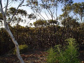 Lions Dryandra Woodlands Village - Goulburn Accommodation 0
