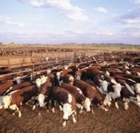 Bond Springs Outback Retreat - Goulburn Accommodation