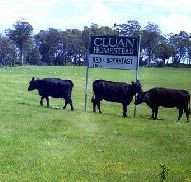 Cluan Homestead - Goulburn Accommodation