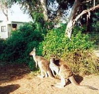 Avoca Dell Caravan Park - Goulburn Accommodation