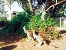 Avoca Dell Caravan Park - Goulburn Accommodation 0