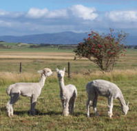 Promhills Cabins - Goulburn Accommodation