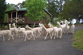 Madison's Mountain Retreat - Goulburn Accommodation 6