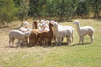 Madison's Mountain Retreat - Goulburn Accommodation 7