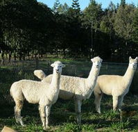 Blackwattle Farm BampB and Farm Stay - Goulburn Accommodation