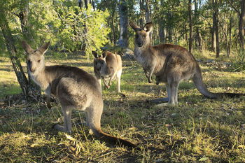 Eagleview Resort - Goulburn Accommodation 42