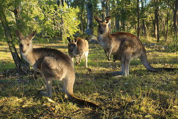 Eagleview Resort - Goulburn Accommodation 56