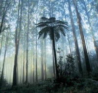 Tower Motel Marysville - Goulburn Accommodation