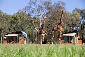 Zoofari Lodge, Taronga Western Plains Zoo - Goulburn Accommodation 13