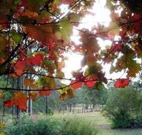 Elfin Hill Country Accommodation - Goulburn Accommodation