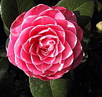 Cloverlea Gardens Bed and Breakfast - Goulburn Accommodation