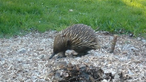 Sabrelyn Park - Goulburn Accommodation 5