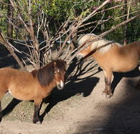 Cloud End Farmstay - Goulburn Accommodation