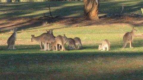 Savernake Farmstay - Goulburn Accommodation 8