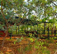 Arnhemland Barramundi Nature Lodge - Goulburn Accommodation