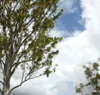 Glen Villa Resort and Tourist Park Casino - Goulburn Accommodation