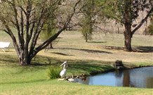 Sapphire City Caravan Park - Goulburn Accommodation 4