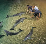 Tangalooma Wild Dolphin Resort - Goulburn Accommodation