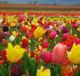 Golfview Lodge - Goulburn Accommodation