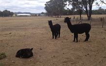 Baidland Hill Cottage - Goulburn Accommodation 1