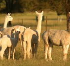 Waterfall Way Farmstay - Goulburn Accommodation