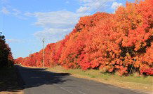 Yamba Farmstay - Goulburn Accommodation 4