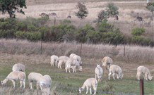 Glendalough Alpacas Bed And Breakfast - Goulburn Accommodation 4